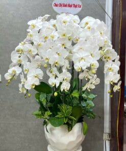 LAN HỒ ĐIỆP - HD001