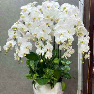 LAN HỒ ĐIỆP - HD001